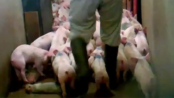 Graphic video of pig abuse shot at Costco meat supplier farm 