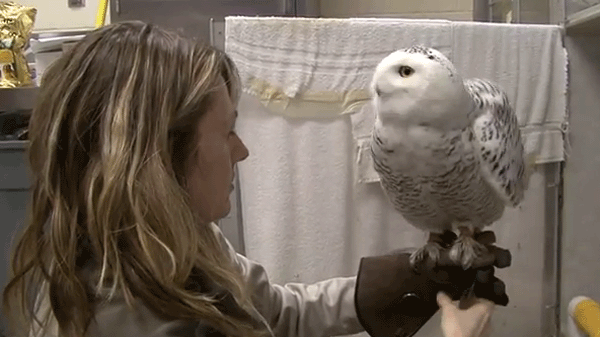 WSU Veterinarians Treating Injured Snowy Owl Far From Home | King5.com