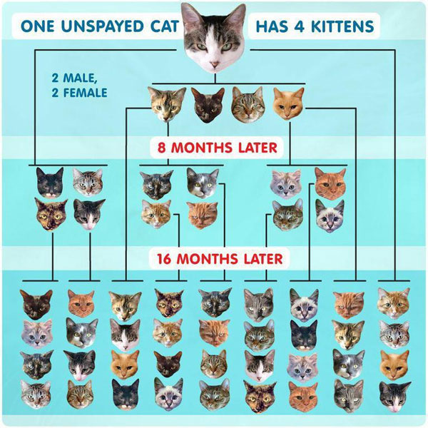 how old do cats need to be to be neutered