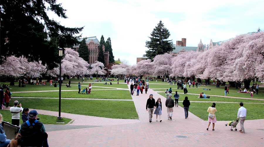 UW to celebrate Sakurakai Cherry Blossom Festival Wednesday