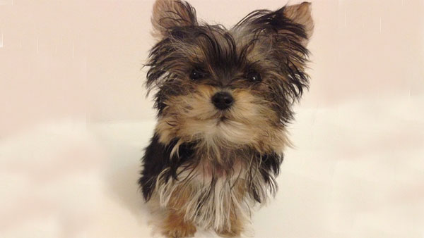 Misa sales minnie yorkie