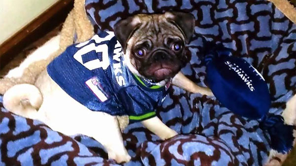 Wear Seahawks colors and get a discount on pet adoption