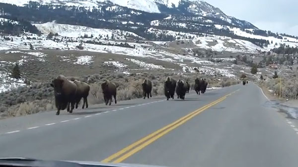 Farewell To Yellowstone Bison Elk And Mountain Lions Fleeing Eruption Imminent - lm2zj17