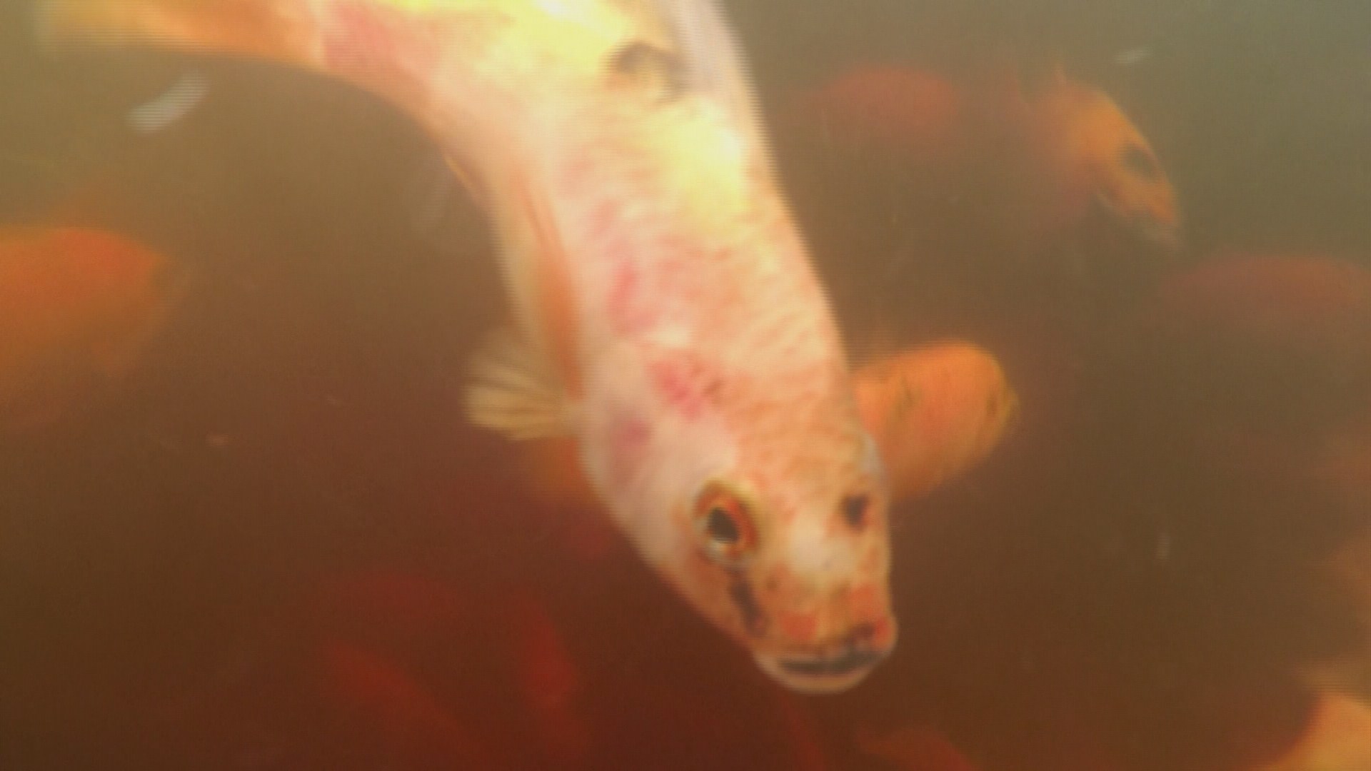 Troubled waters for Washington prison's fish farm