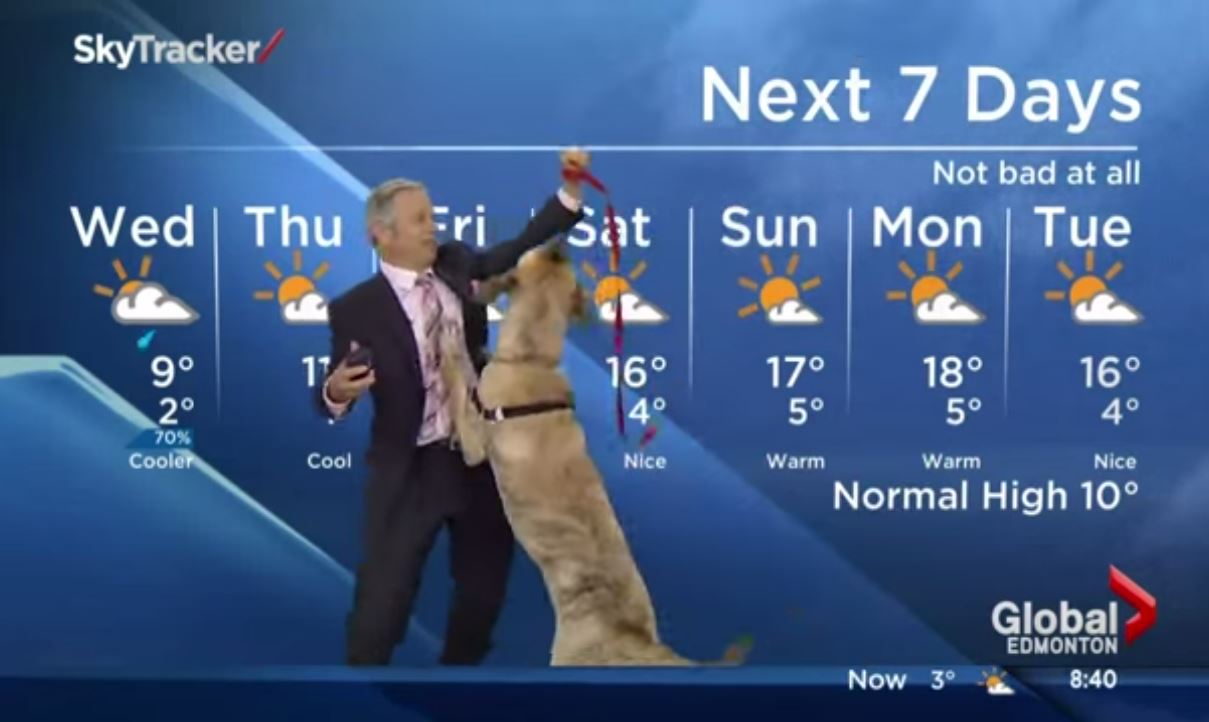 Dog steals the show on Canadian weather report