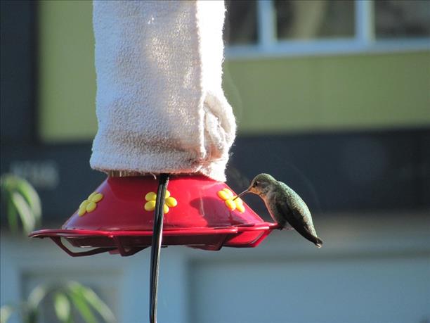 Hummingbird Feeder Heater, Heated Feeders for Outdoors,Bird Heater Attaches  to Bottom Feed Hummingbirds in Freezing Weather Winter Outdoor