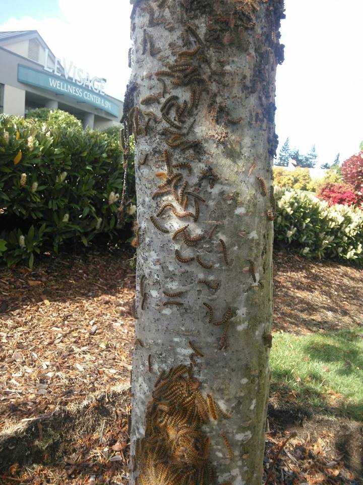 Tent Caterpillars Return To Western Washington King5 Com