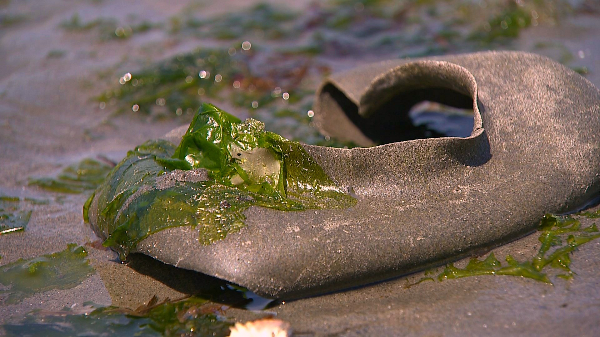 Seattle's low tide reveals sea creatures | king5.com