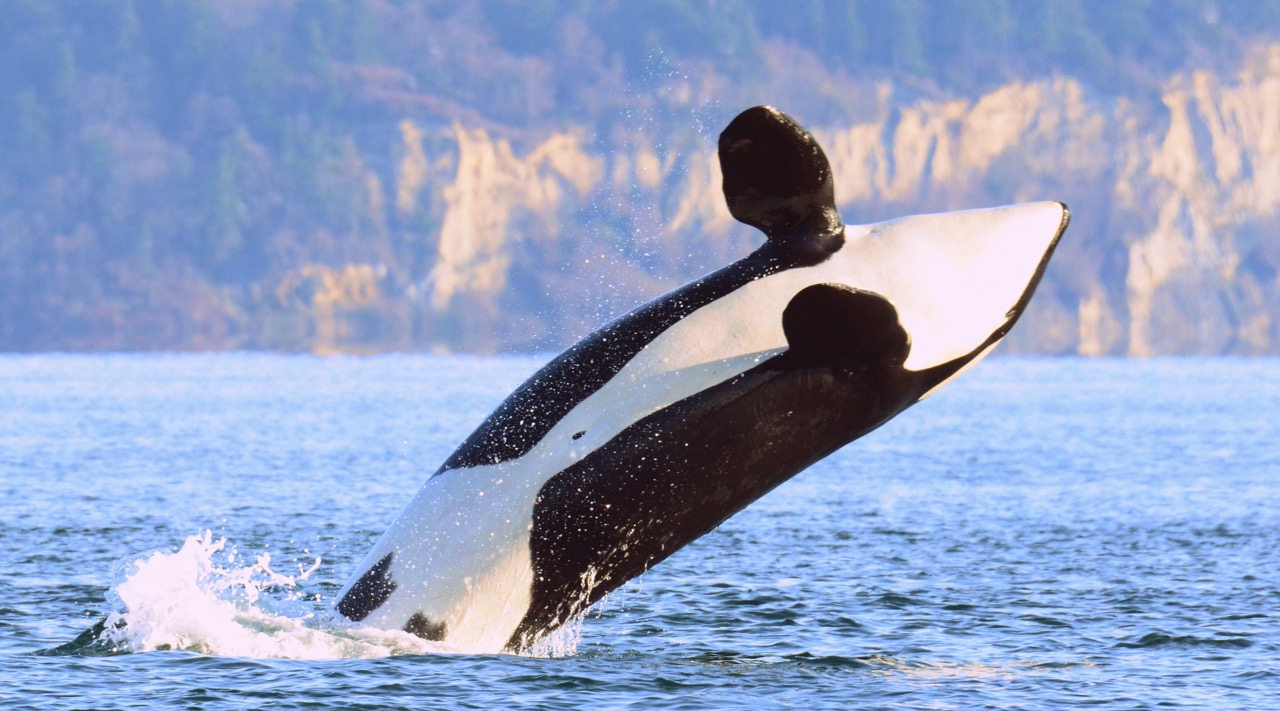 World's oldest orca running for mayor