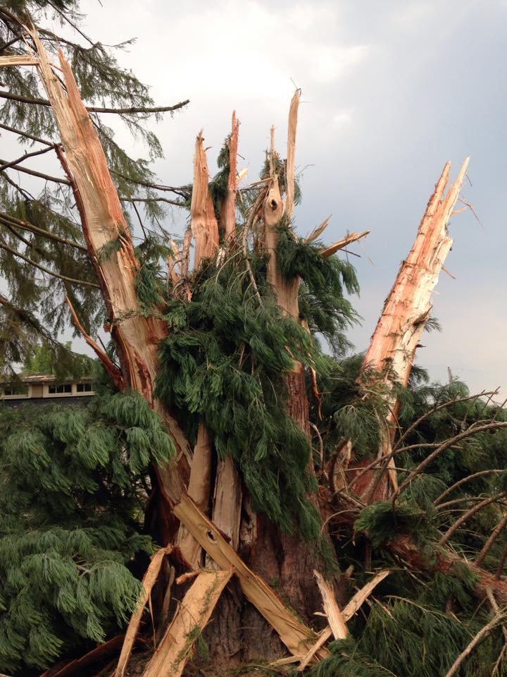 Lightning Splits Large Redwood Tree In Half 