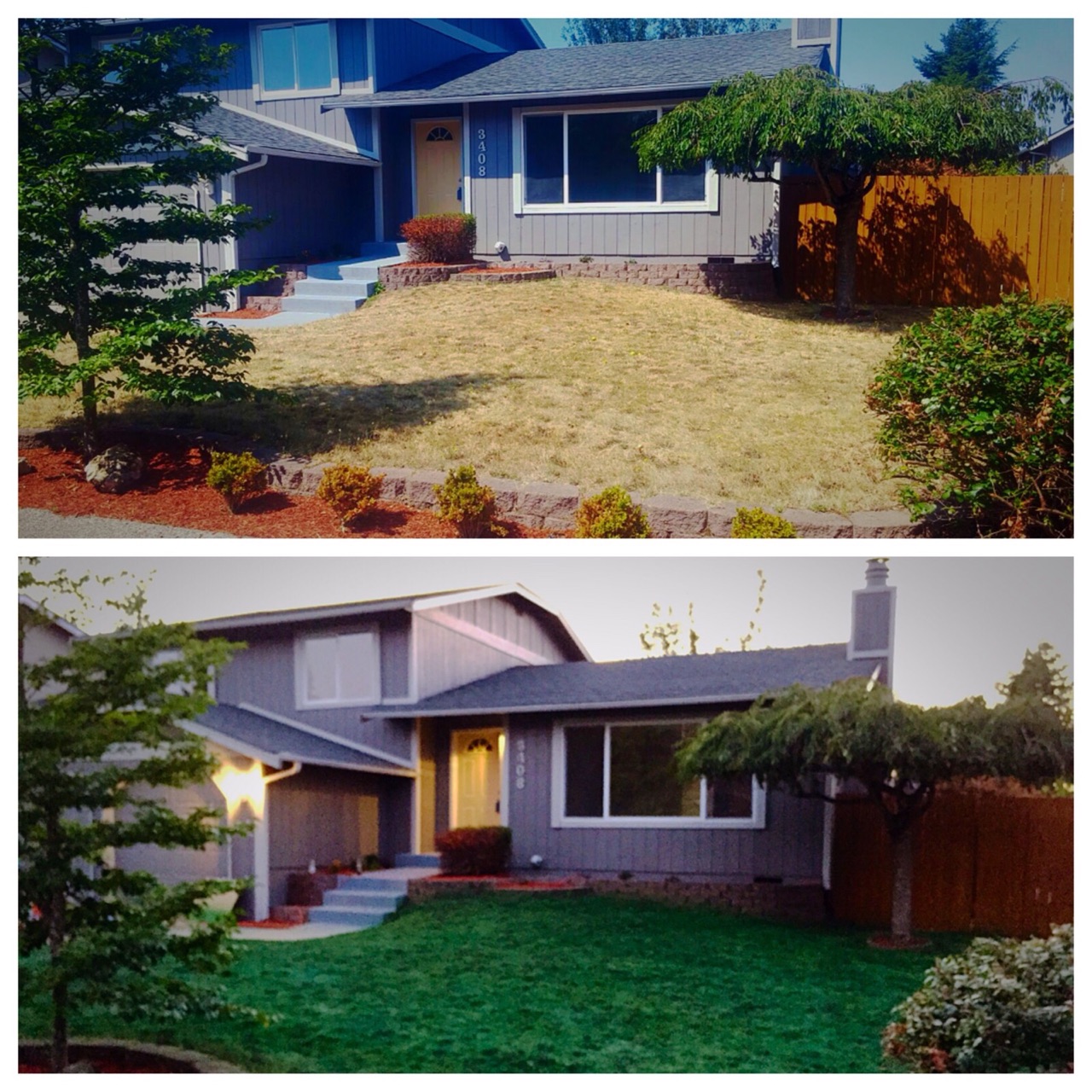 Painting grass green during the drought