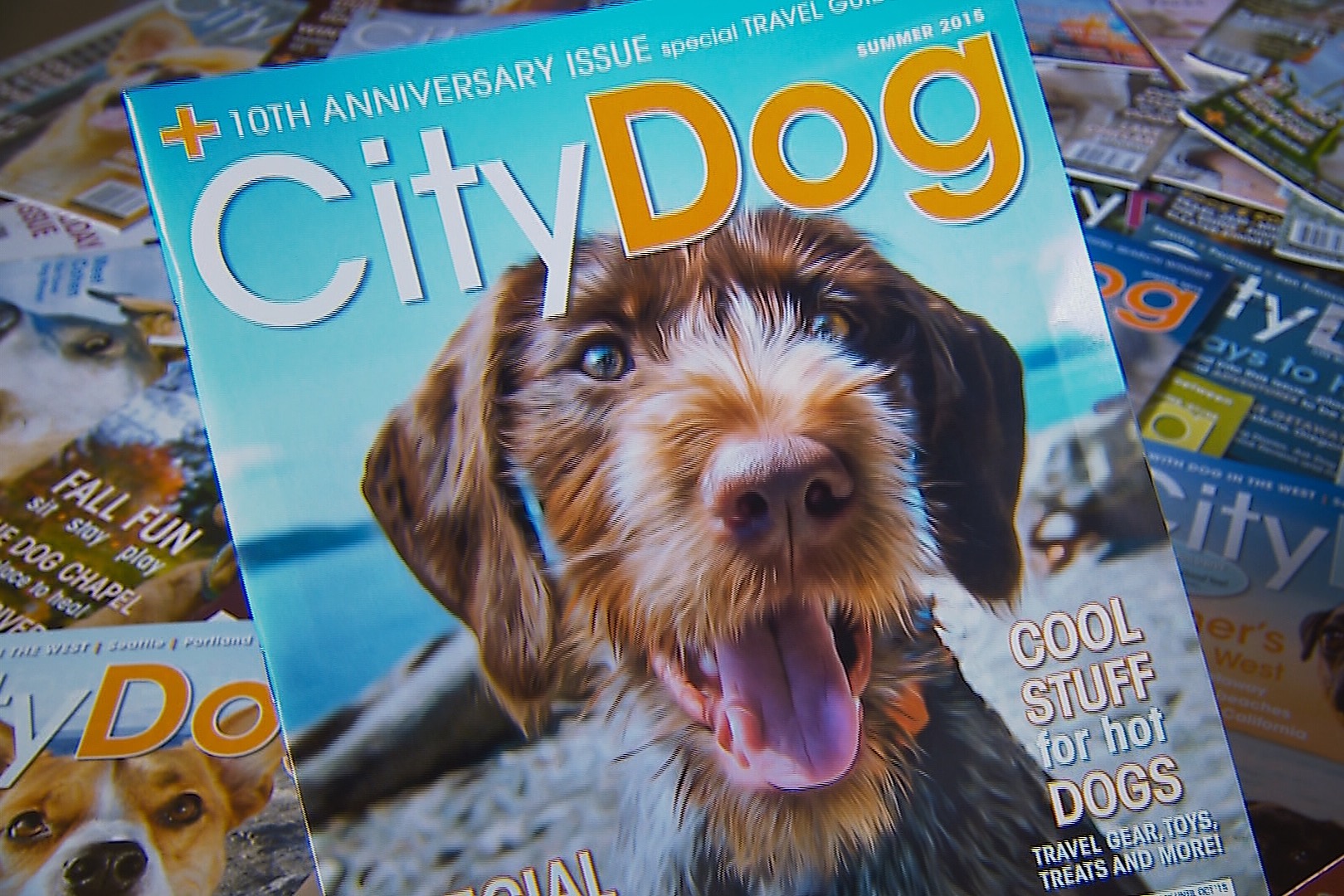 CityDog Magazine - Super fun photo shoot today with Seattle