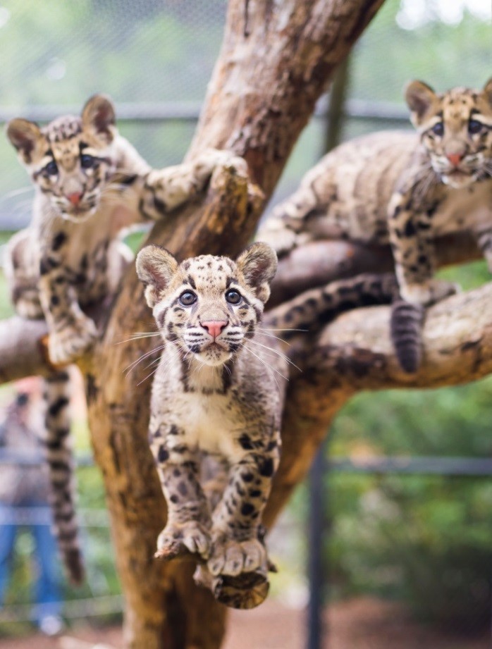 clouded leopard cubs in the wild
