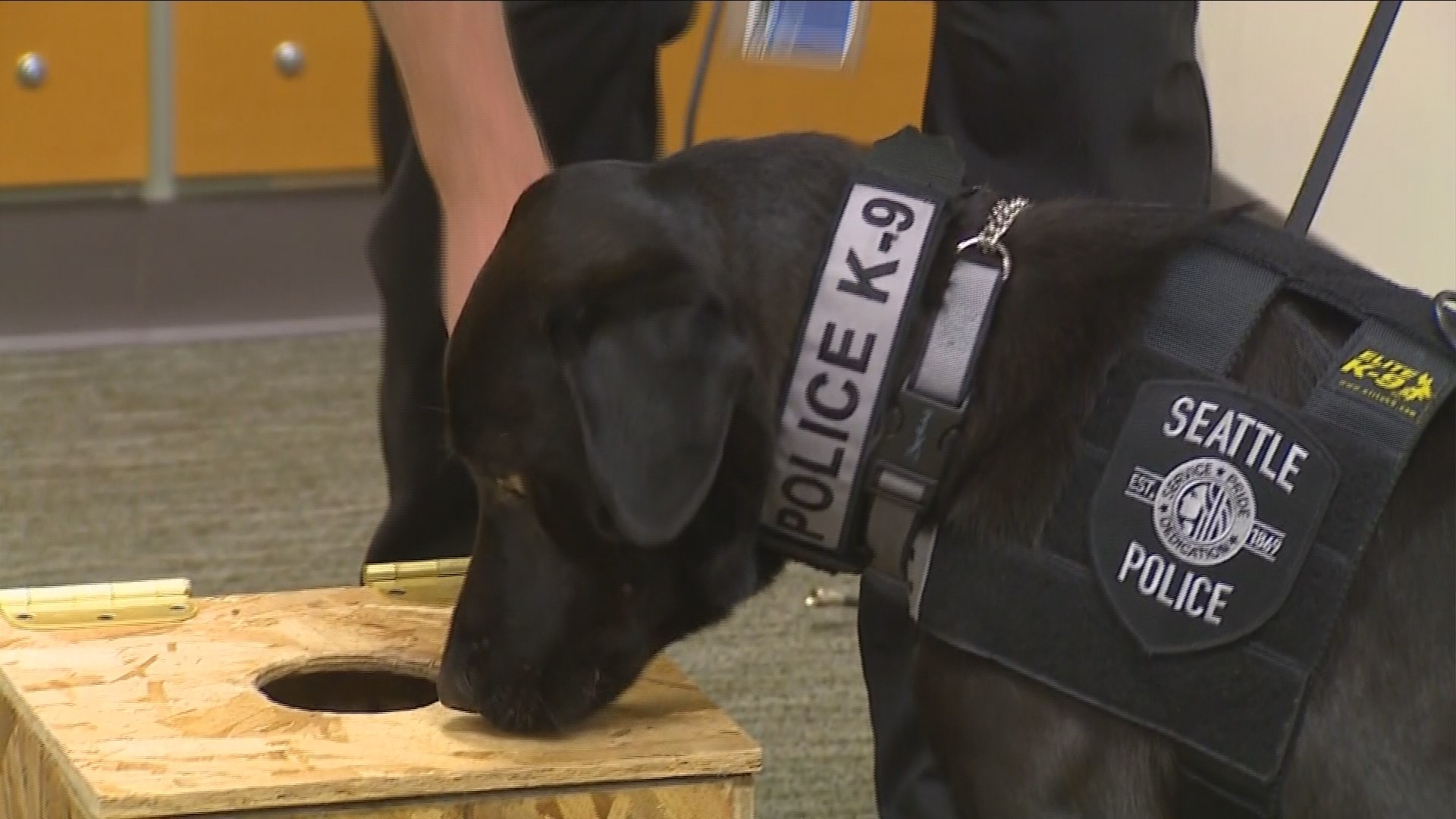 Meet Bear the electronicssniffing dog