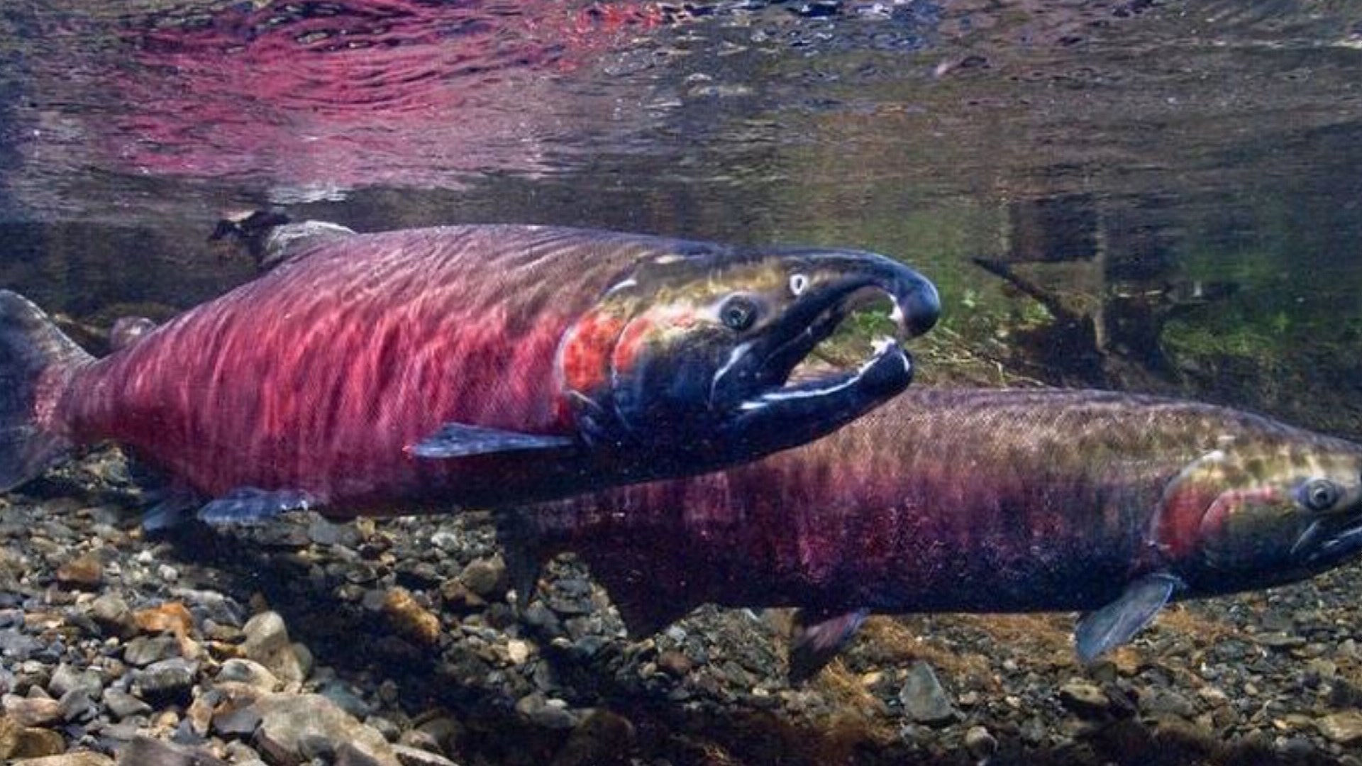 13 Western Alaska tribal and fishing organizations ask Alaska Peninsula  fishery to shut down to protect chum salmon