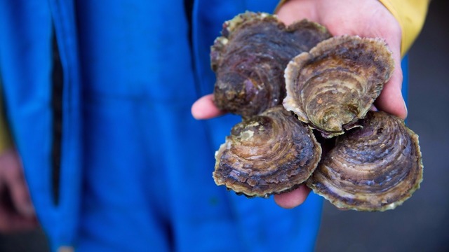 Shellfish Harvest On Northern Washington Beaches Closed KING5