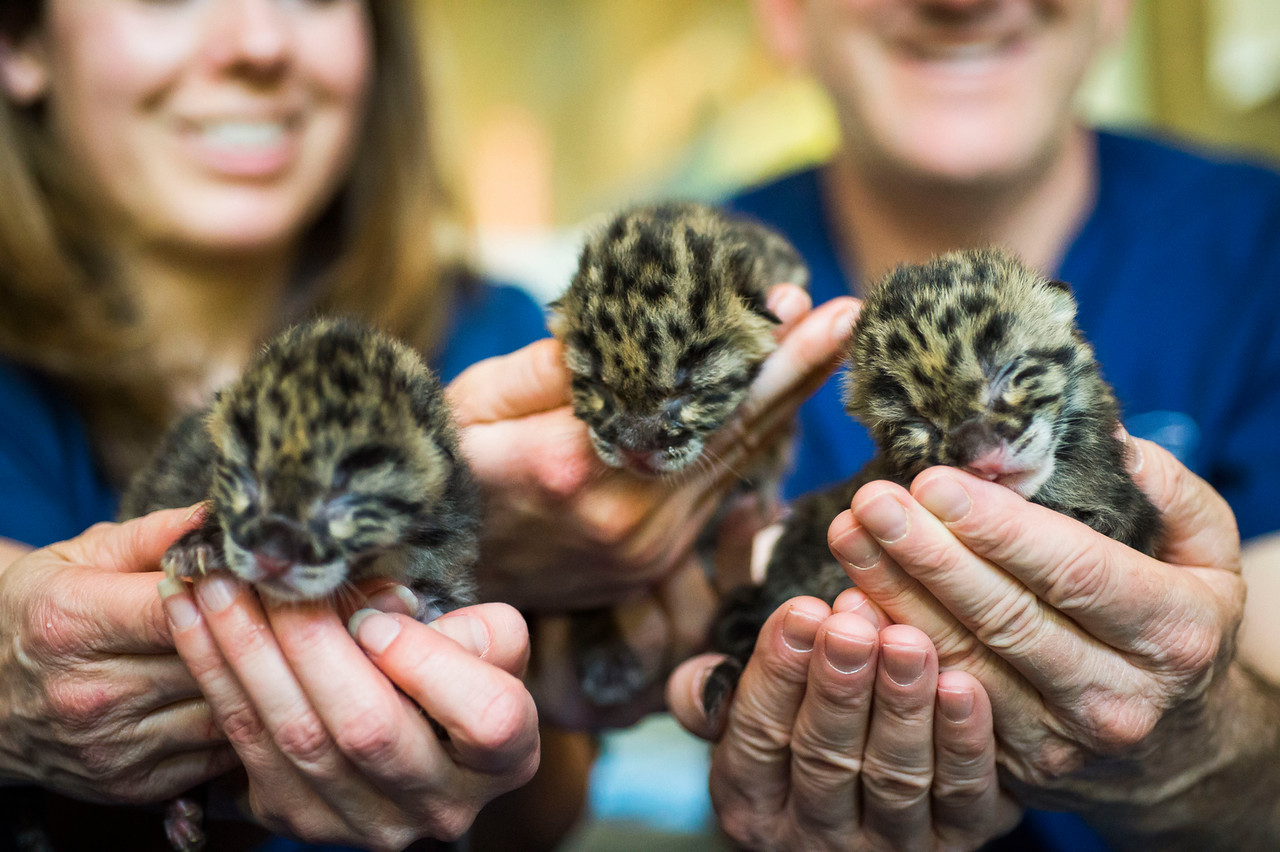 3 endangered clouded leopards born at Point Defiance Zoo | khou.com