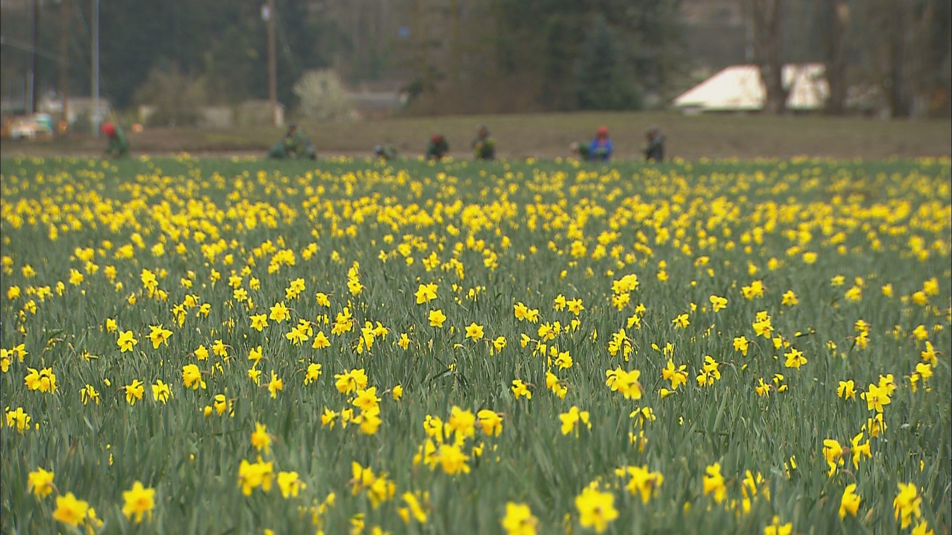 History of Daffodills in Puyallup