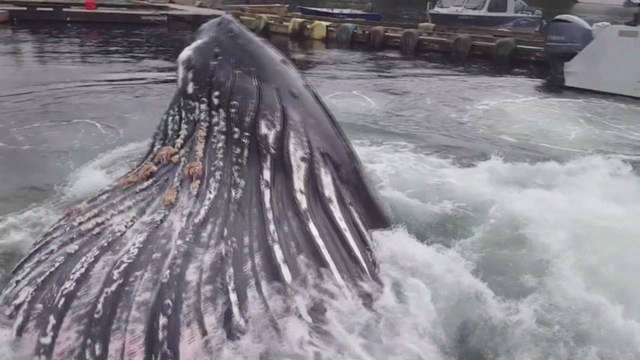 Huge whale surprises fishing crew on Alaska dock - KHOU.com