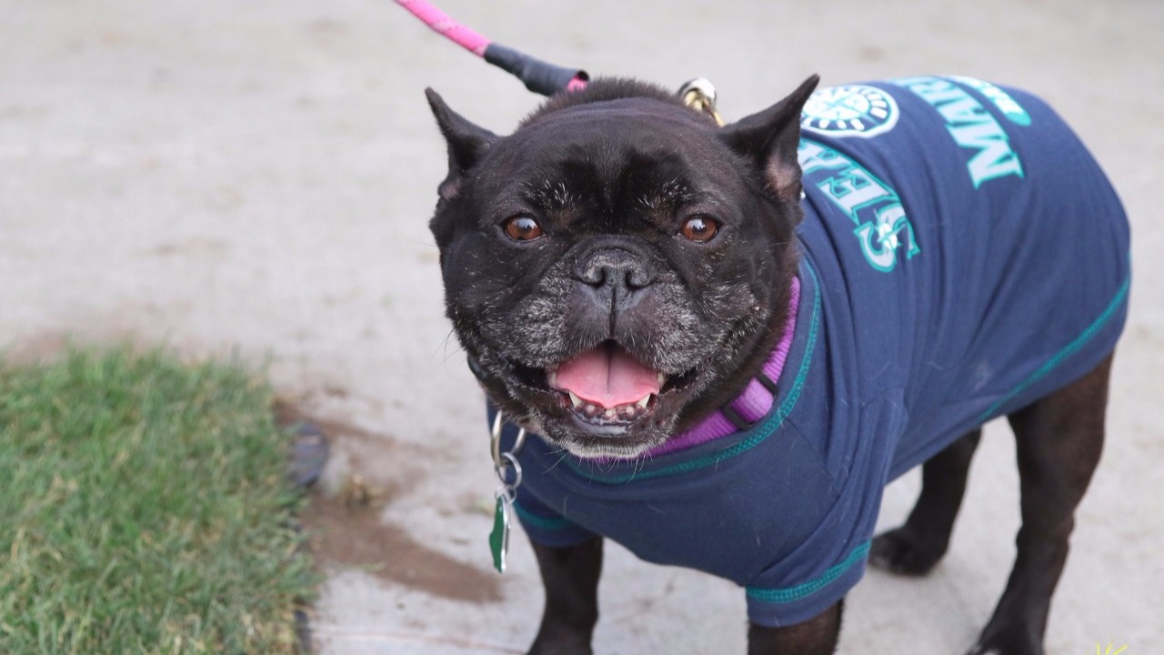 Who Let The Dogs In (To Safeco Field)? Mariners Host Bark in the Park