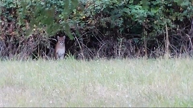Cougar on vashon Cougar on vashon