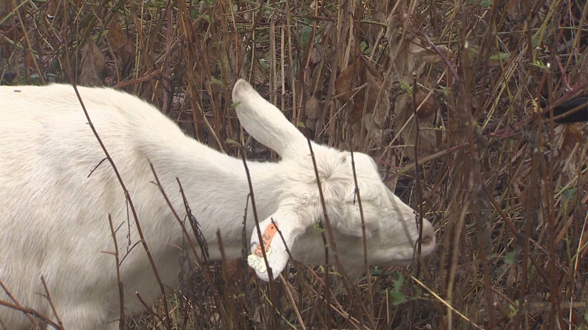 Hundreds Of Goats Helping Near Sea Tac Airport