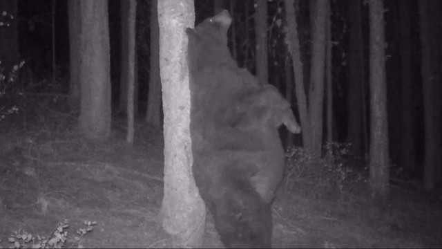 Fat bear caught scratching back on...