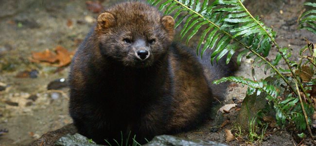 Rare weasel-like mammal makes a comeback in Washington state | king5.com