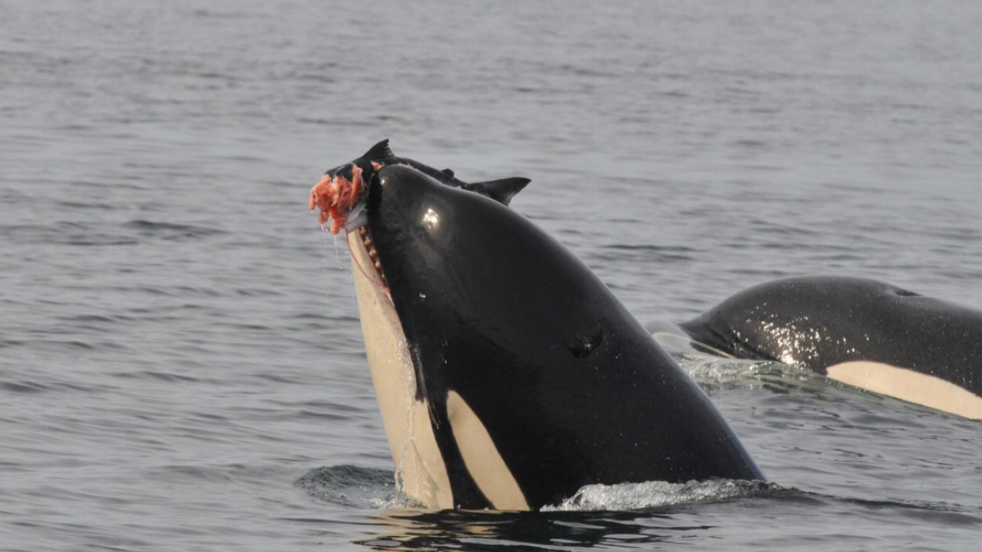 king5.com | Drone video shows orcas killing shark