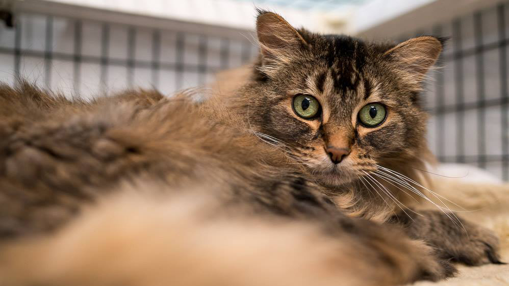 ‘Guardian Angel' prepays cat adoption fees at Kirkland shelter
