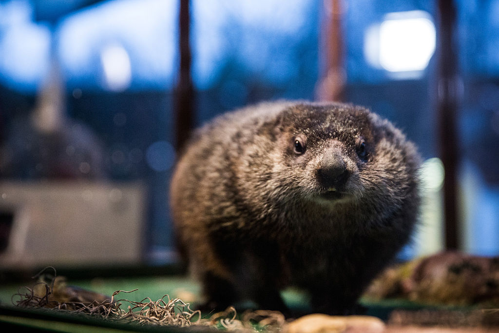 Groundhogs Other Than Famous Phil Predict Early Spring King5 Com