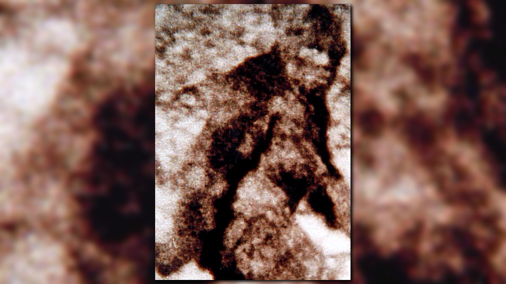 Bill could make Bigfoot state's official cryptid