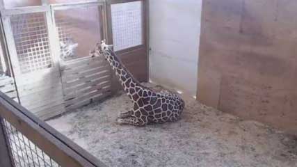 Politiek versus fotografie Watch live: Animal Adventure Park giraffe birth cam | abc10.com