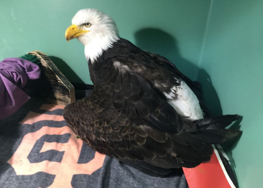 Bald eagle dies of severe lead poisoning