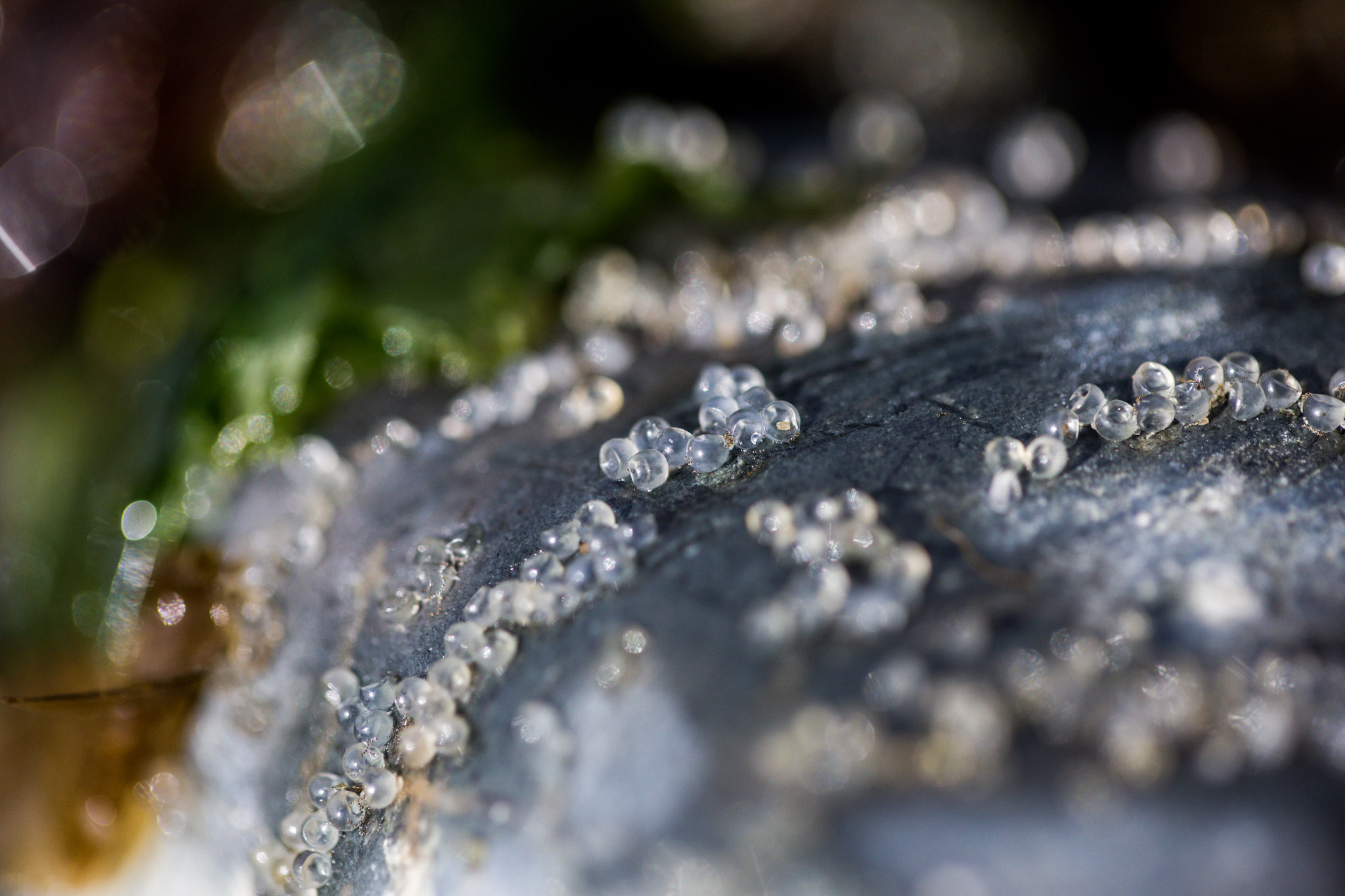Millions of tiny fish eggs appear on West Seattle beaches