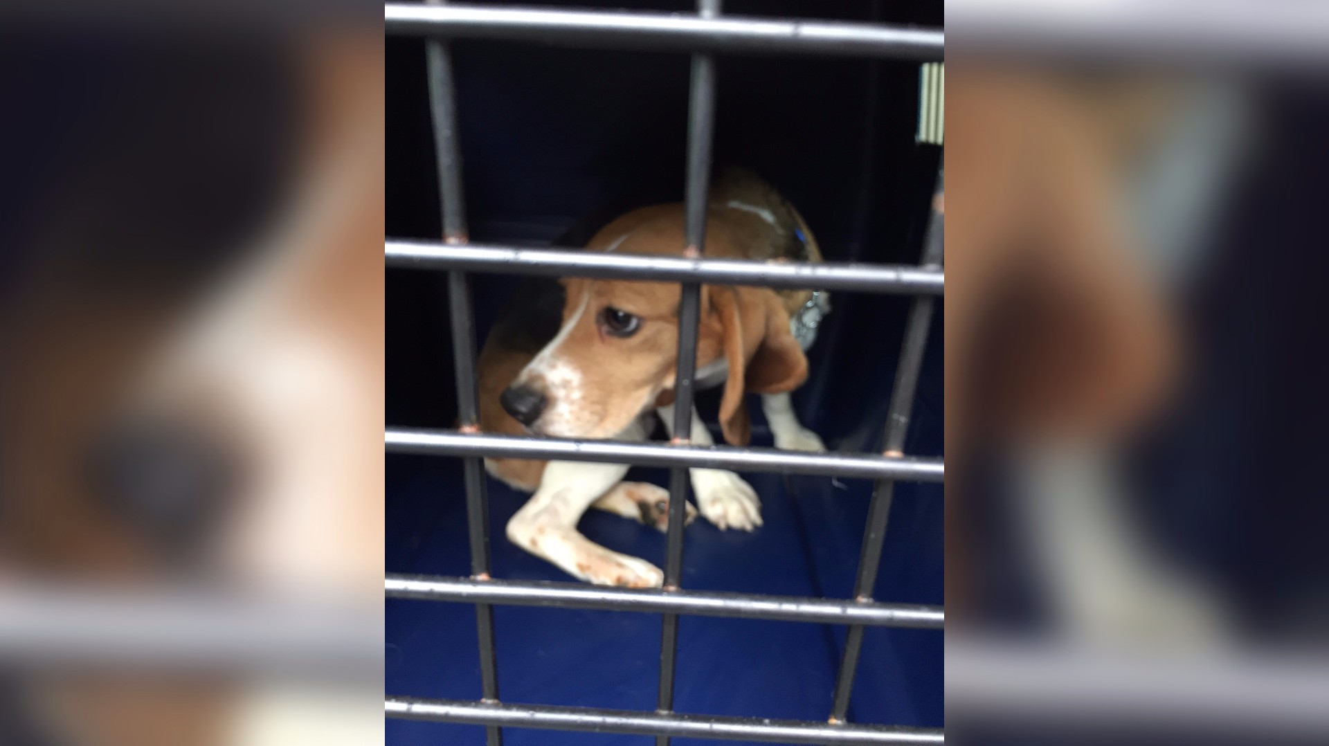 Beagles rescued from South Korean puppy mill arrive in Washington |  