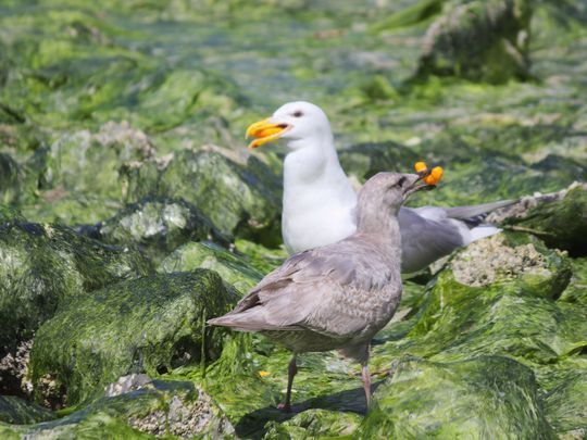 Seagull Calling Festival swoops into Port Orchard