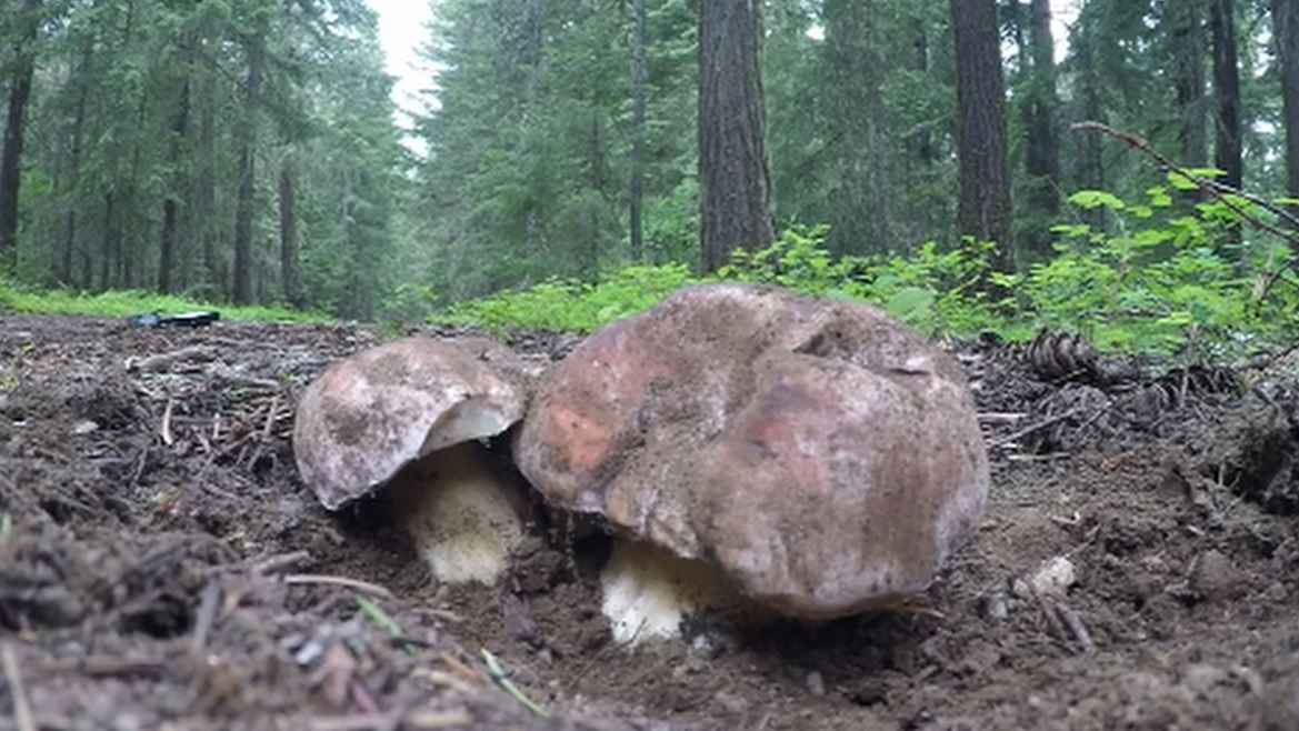 Hunting wild spring mushrooms with Seattle's Langdon Cook - KING5.com