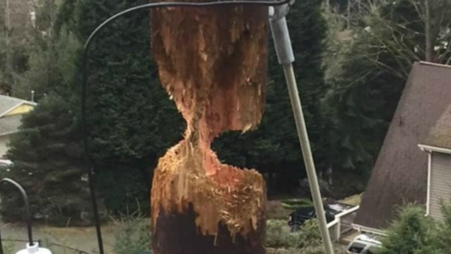 Woodpecker goes to town on power pole in Washington state | WTSP.com