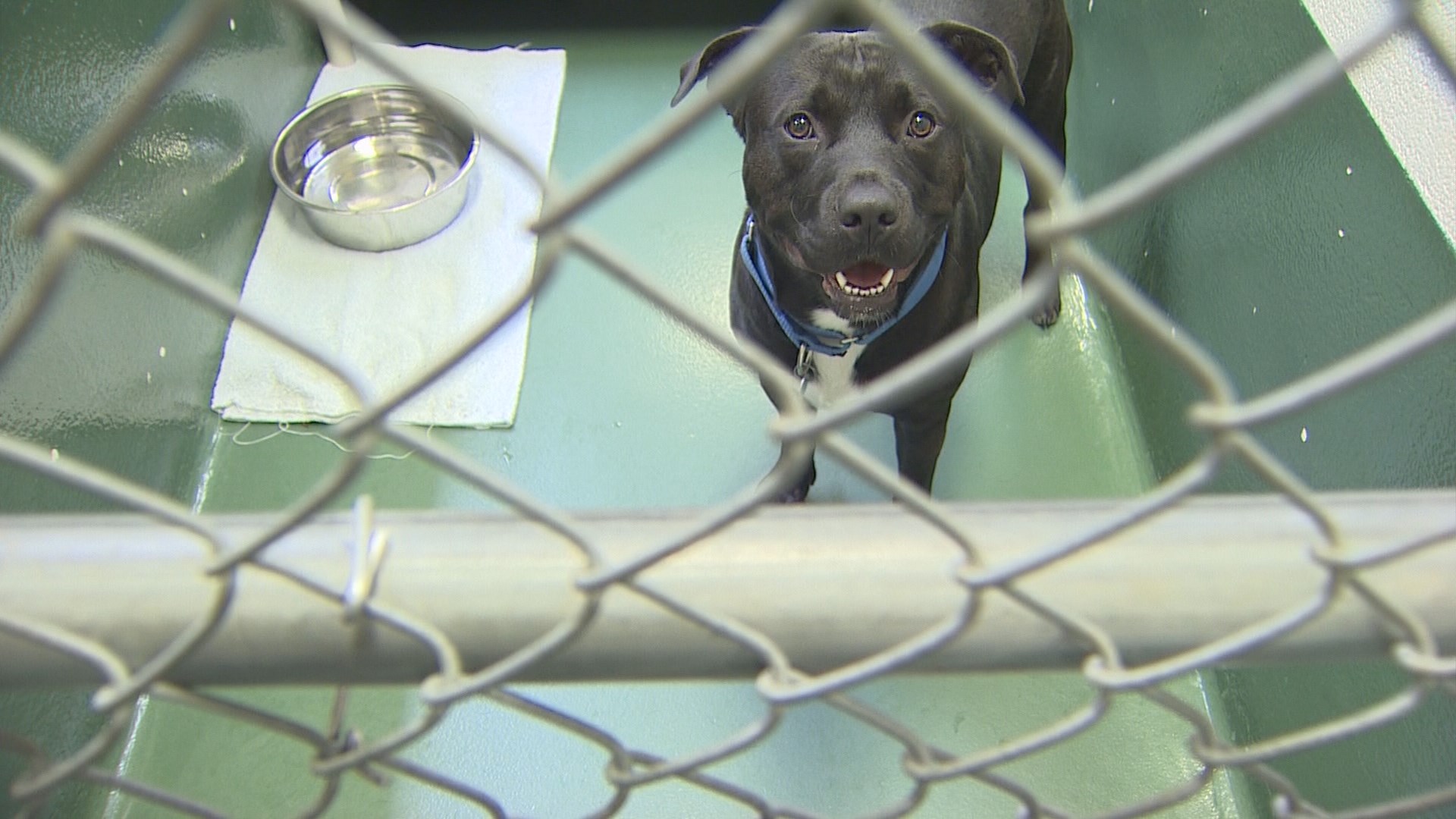 Shelter animals continue coming from Texas