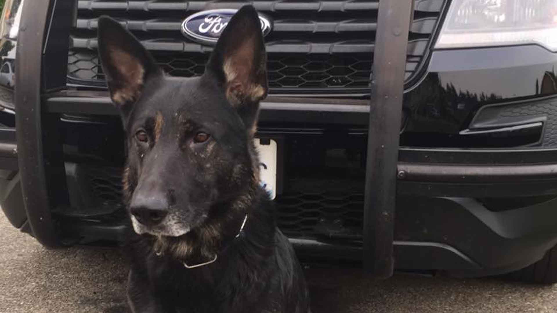 Attempted sheriff's car thief nabbed twice by K9 Jaxx | krem.com