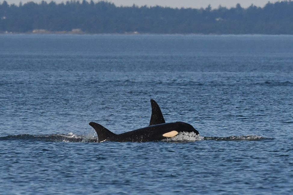 Young resident orca dies from apparent malnutrition