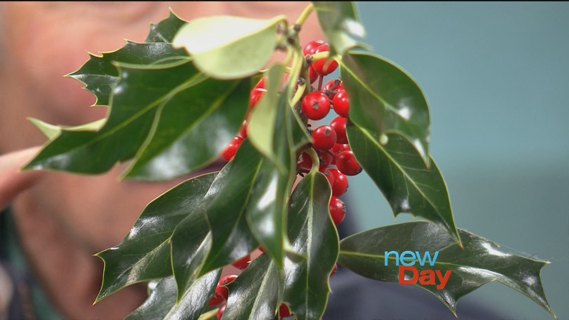 Spice up your fall garden with color popping shrubs and trees that