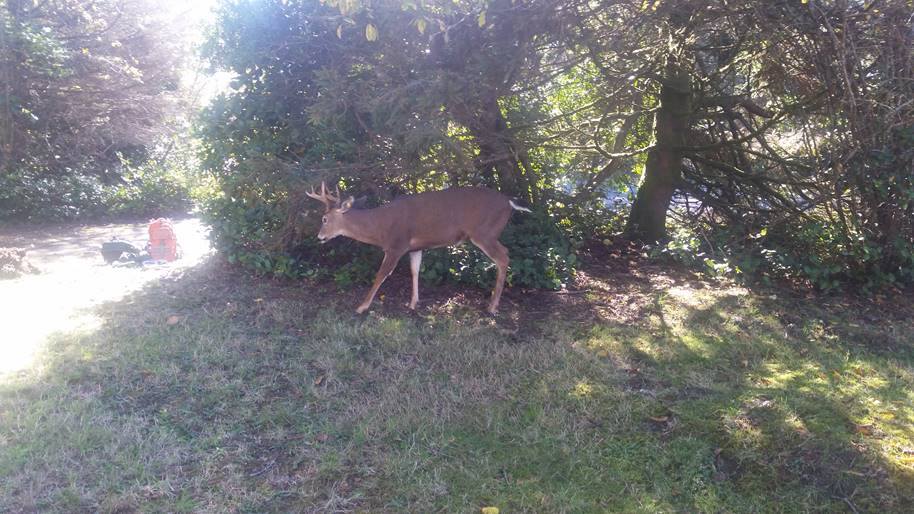 Oh, deer! Buck tangled in hammock freed by biologists | king5.com