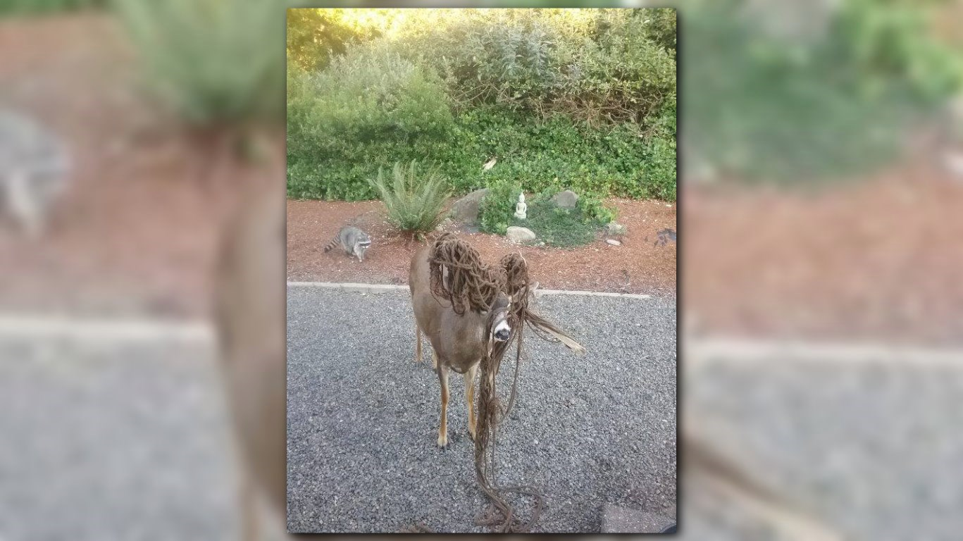 Oh, deer! Buck tangled in hammock freed by biologists | king5.com