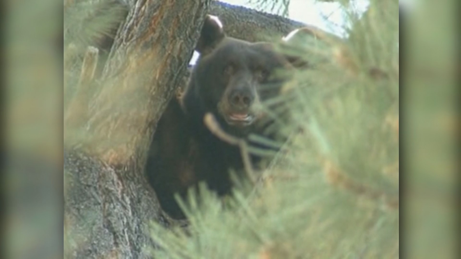 What to do about black bears  The Humane Society of the United States