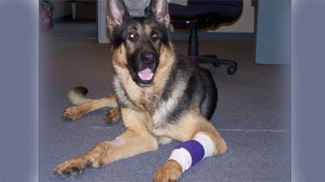 Puyallup police dog recovering from stab wounds | king5.com