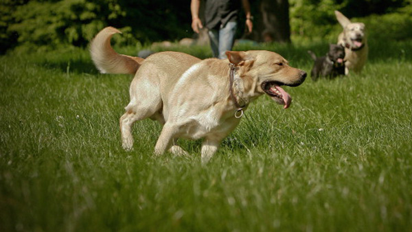 Potentially deadly virus forces dog park closures in Everett | king5.com