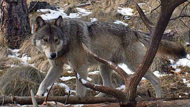 Washington wolves moving west to central Cascades | king5.com