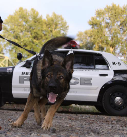 Grant will help purchase vest for Bellevue K-9 Ozzy | king5.com